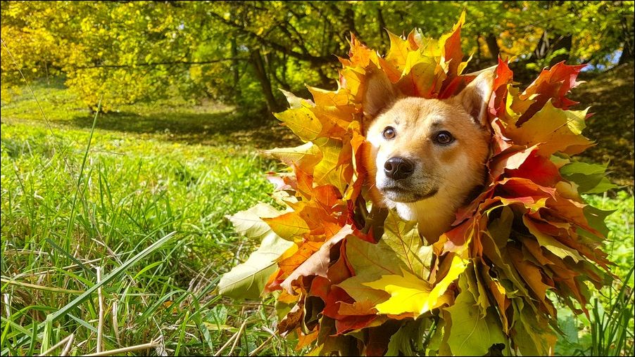 фотоприколы