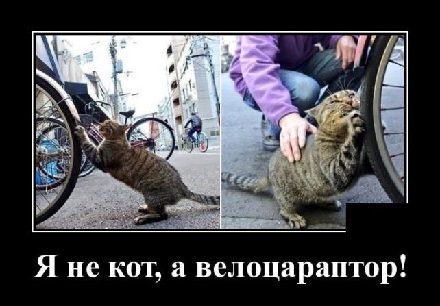 демотиватор