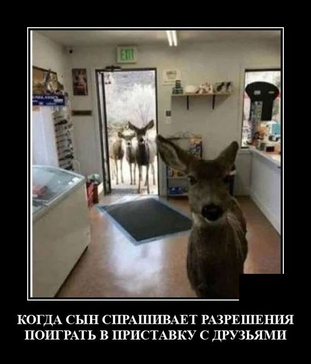 демотиватор