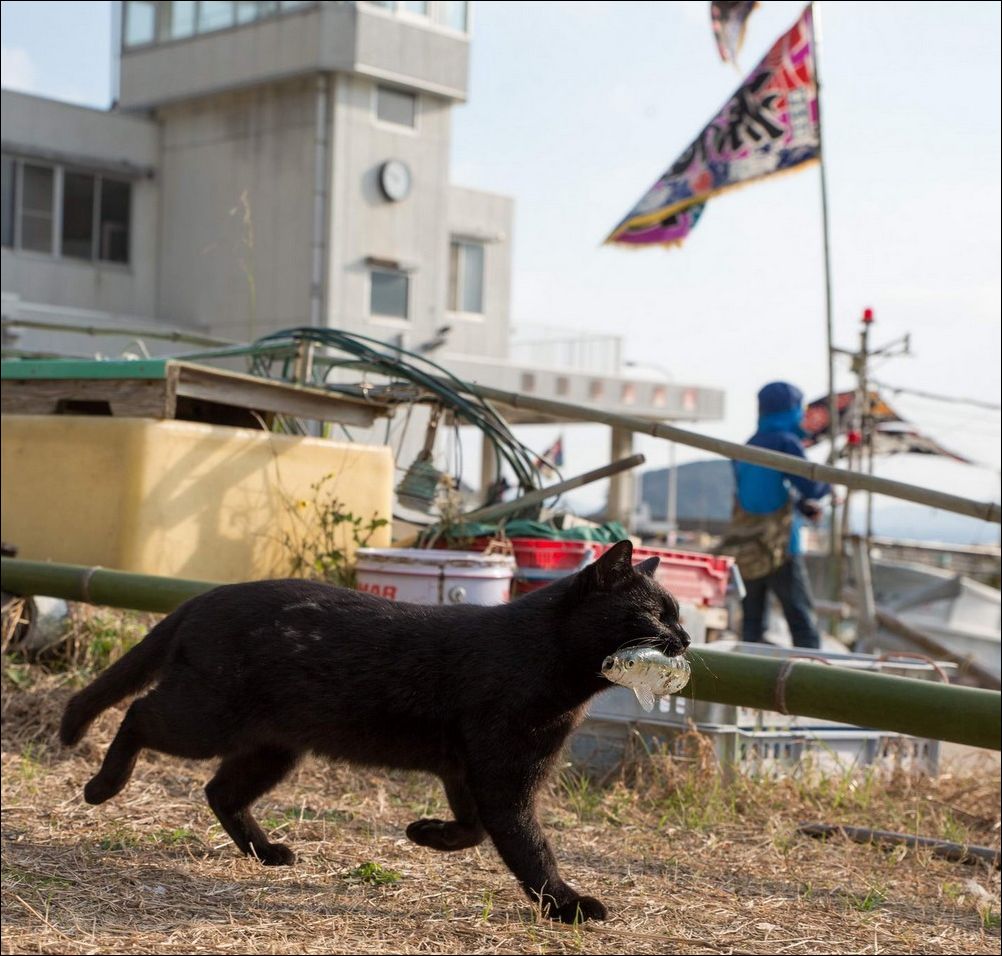 фото приколы