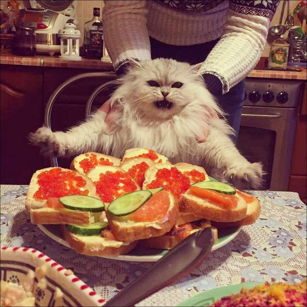 фото приколы