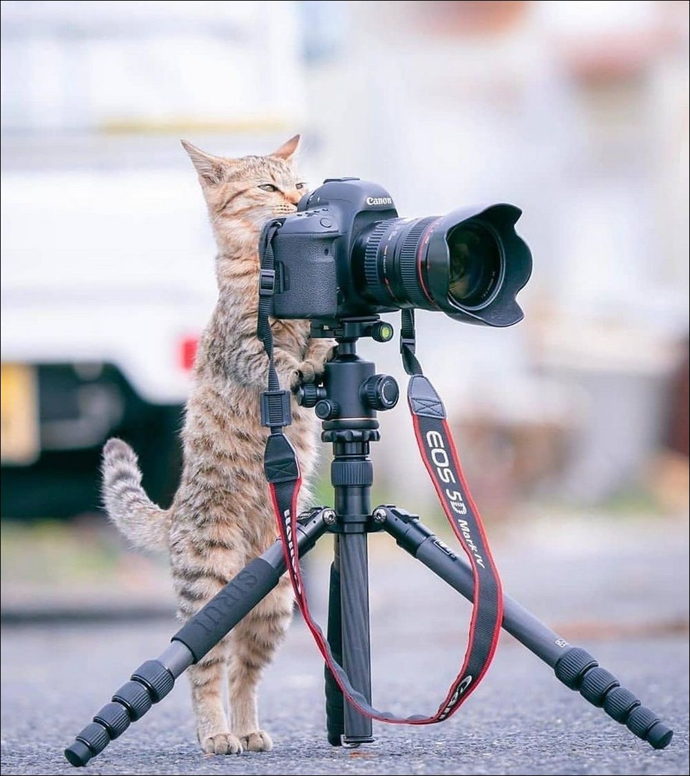 фото приколы