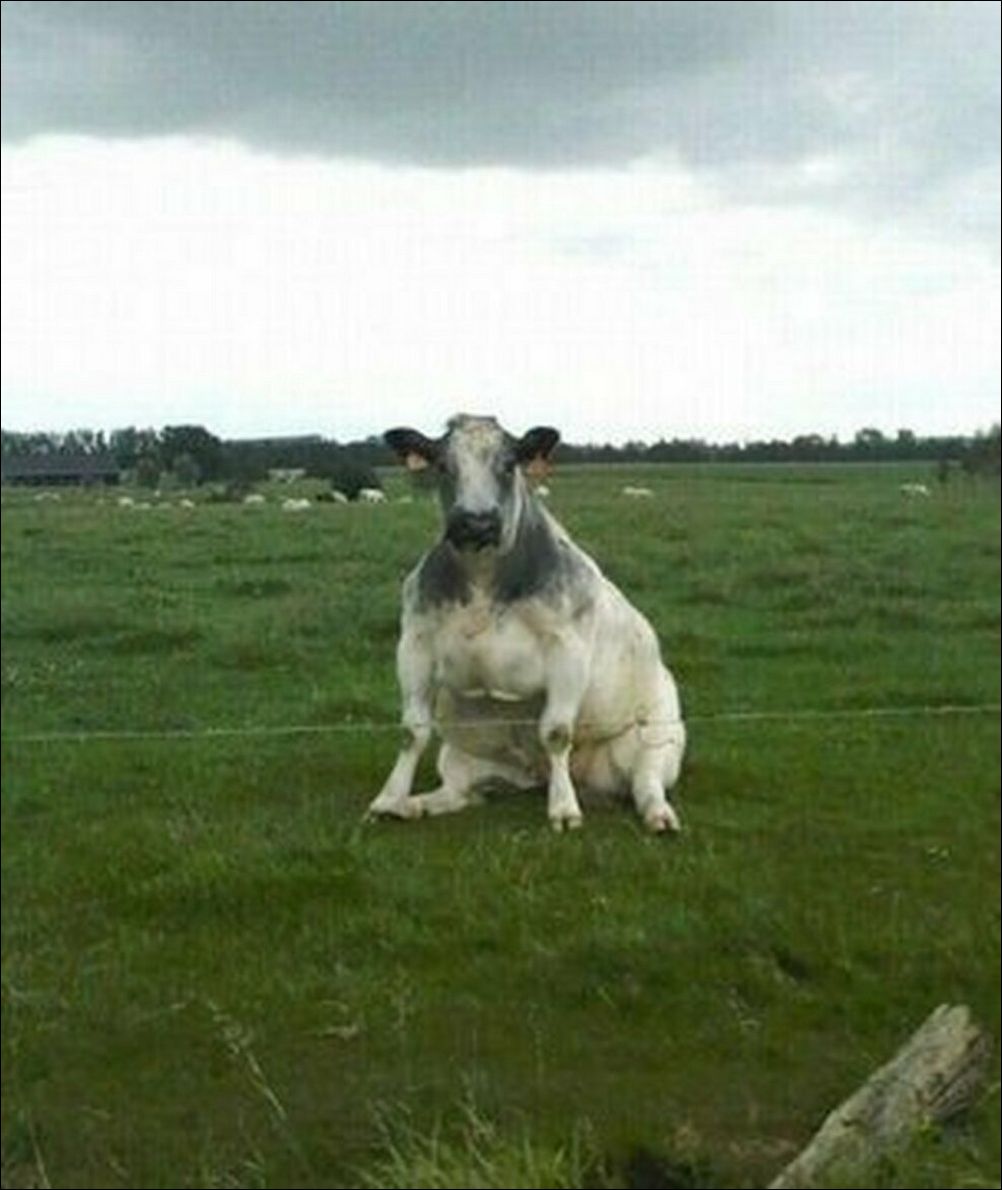 фото приколы