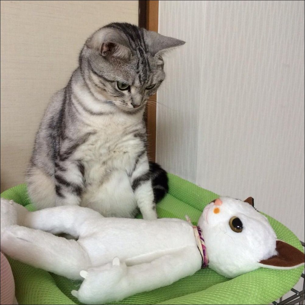 фото приколы