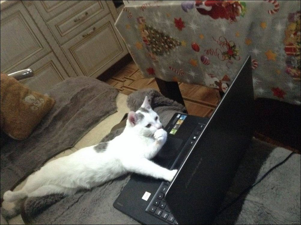 фото приколы