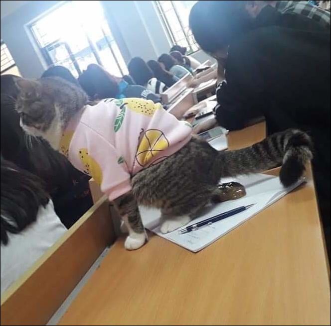 фото приколы