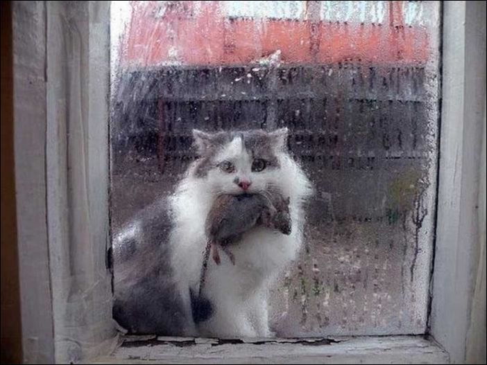 фото приколы