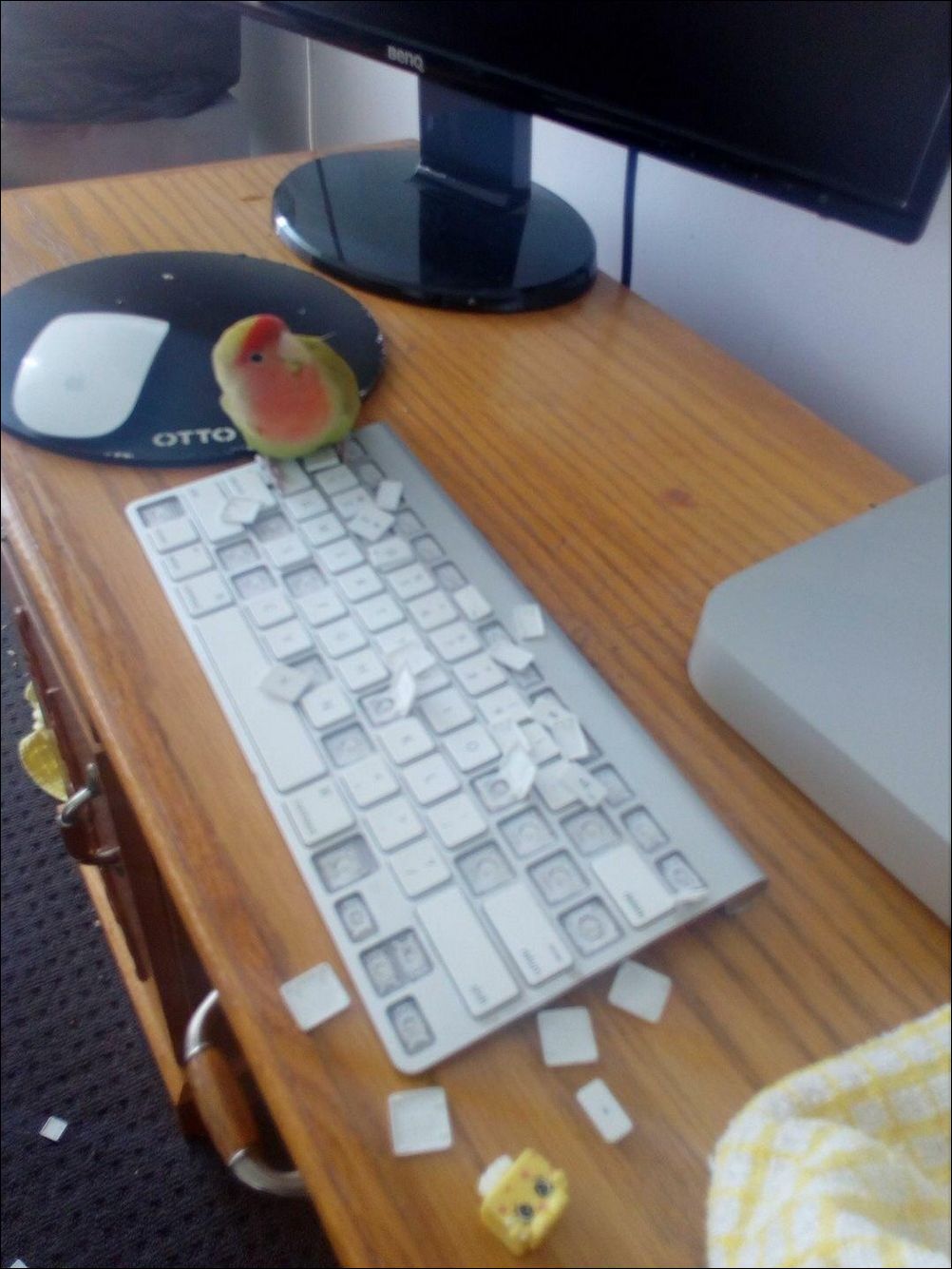 фото приколы