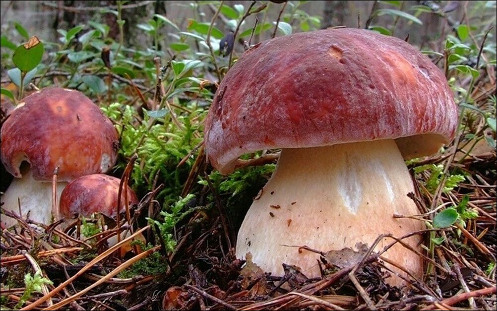 фото приколы