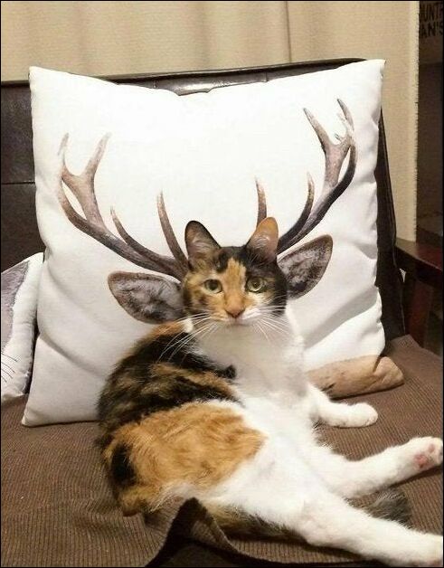 фото приколы