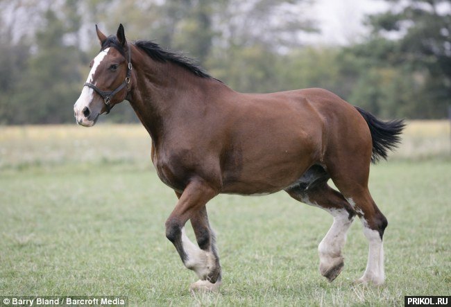 biggest-horse-poe-03