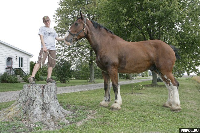 biggest-horse-poe-04