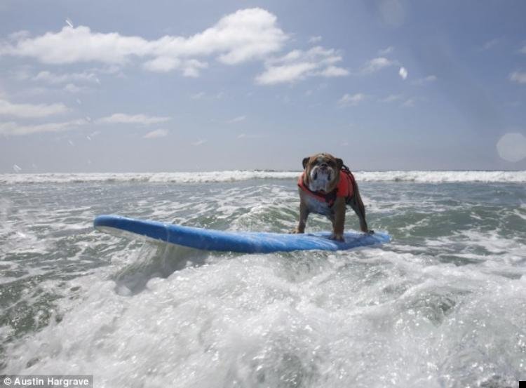 dog-surfing-04