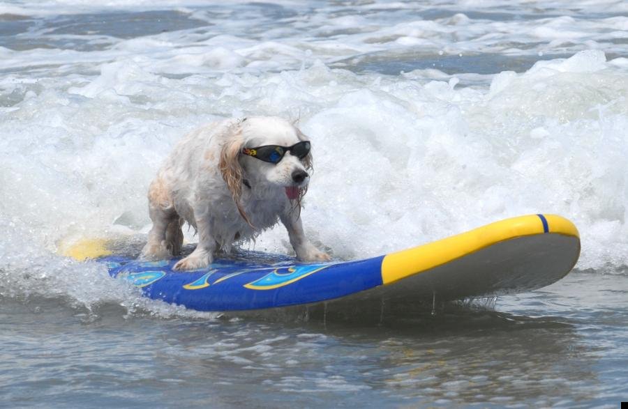 dog-surfing-05