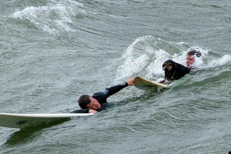 dog-surfing-06