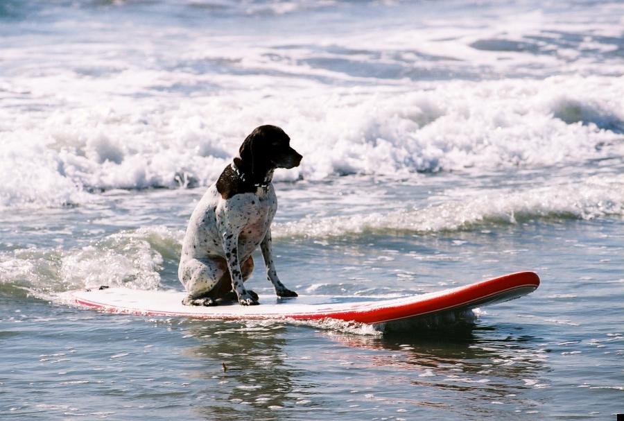 dog-surfing-07