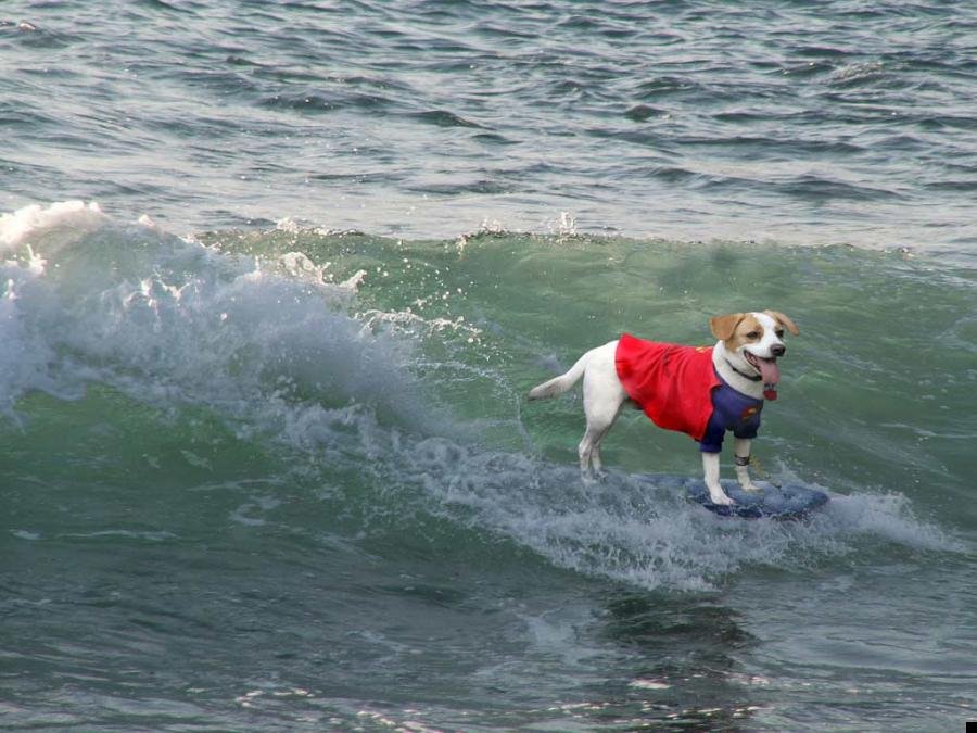 dog-surfing-08