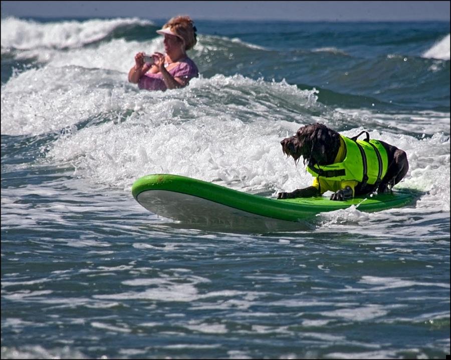 dog-surfing-09