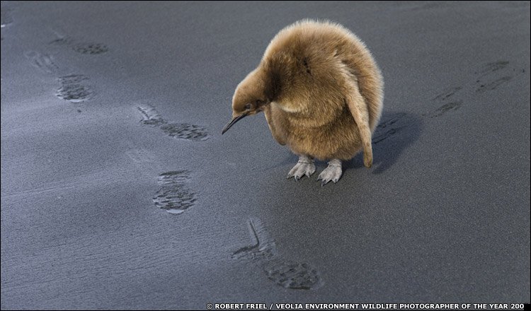 fotoprikol-110909-07