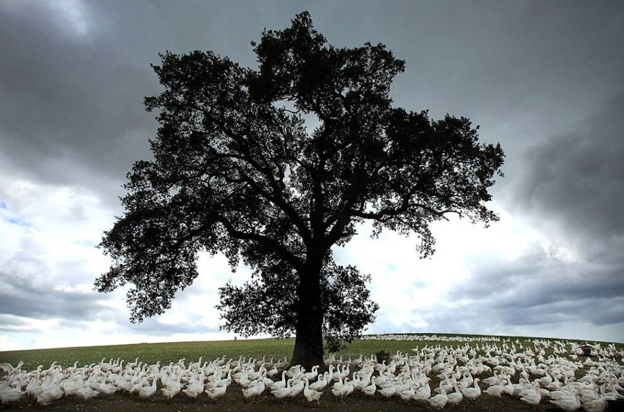 fotoprikol-110909-23