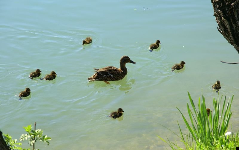 fotoprikol-110909-34