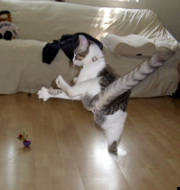 fotoprikol-110909-64