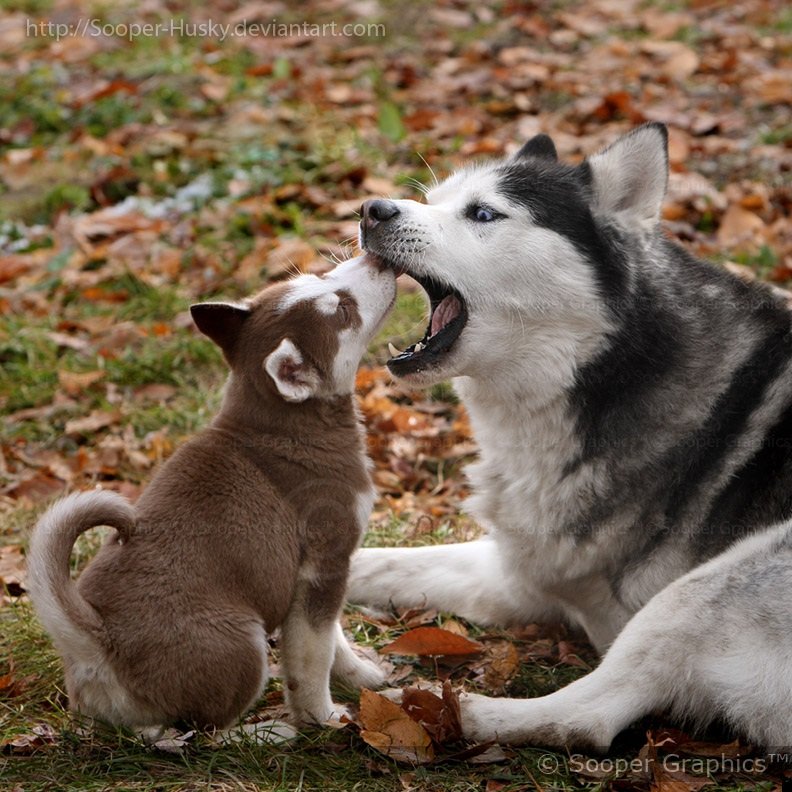 fotoprikol-110909-79