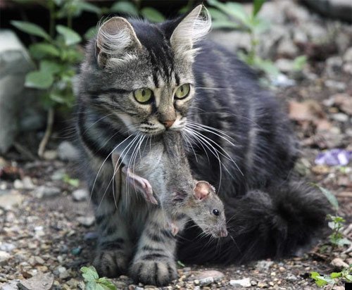 fotoprikol-110909-81