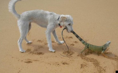 fotoprikol-110909-82