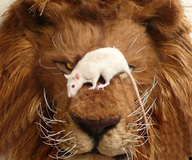 fotoprikol-110909-91