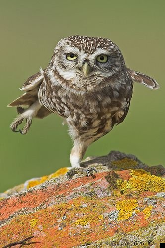 fotoprikol-110909-93