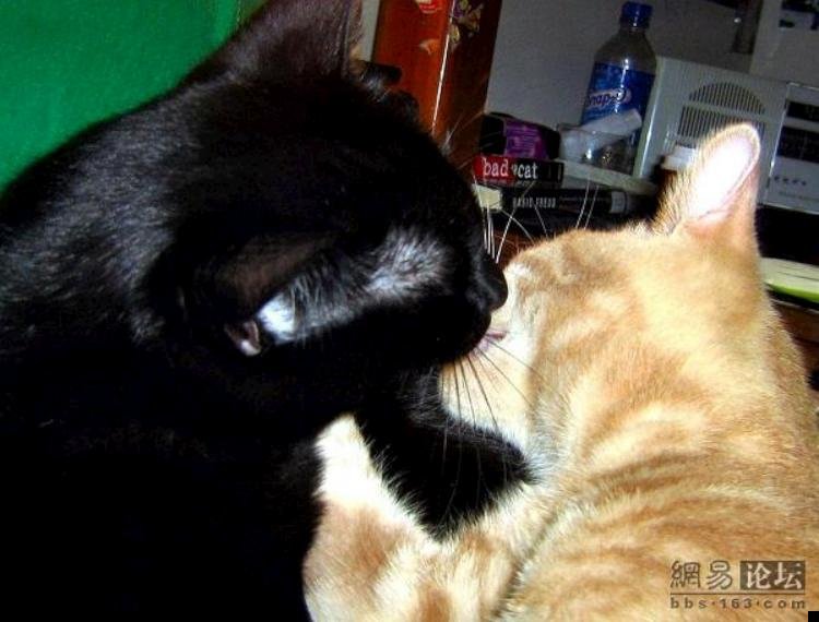 kissing-cats-01