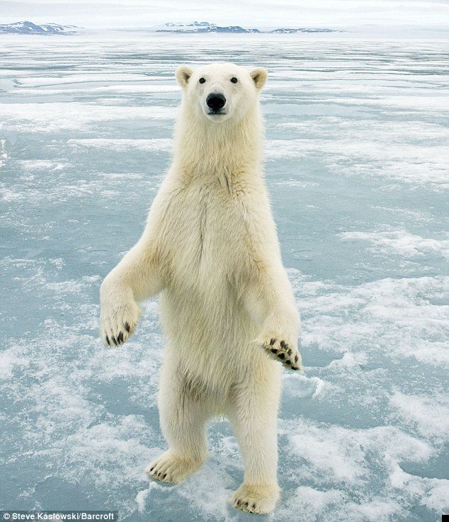 norway-polar-bear-01