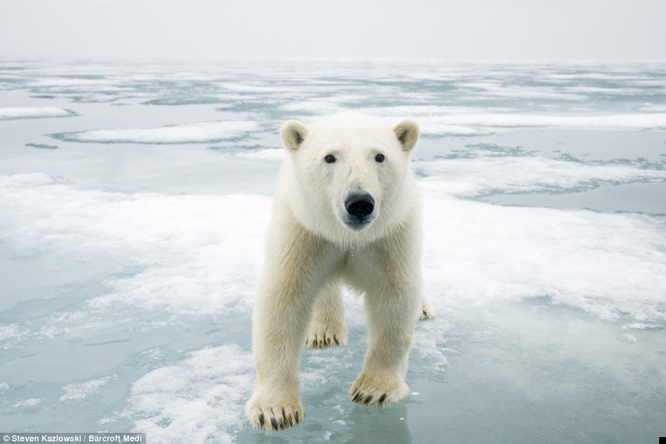 norway-polar-bear-05