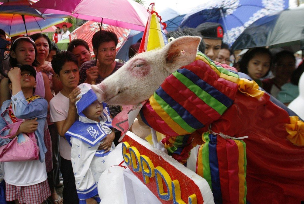 philippine-piglets-05