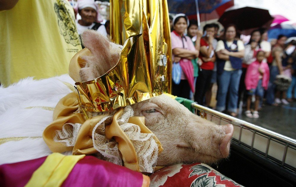 philippine-piglets-07