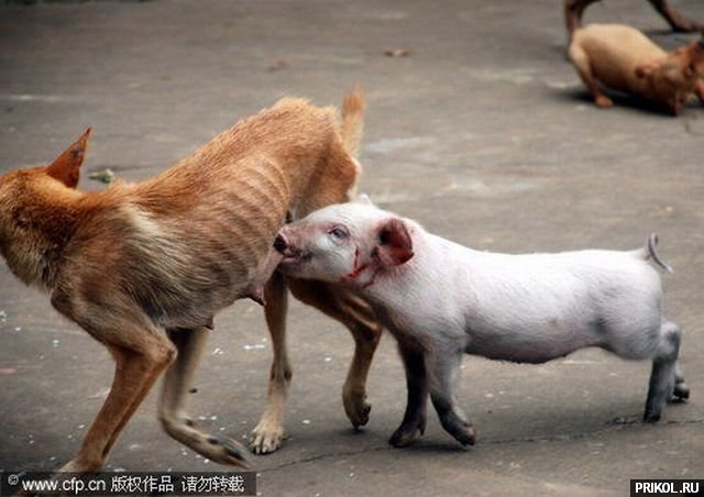 piglet-and-dog-02
