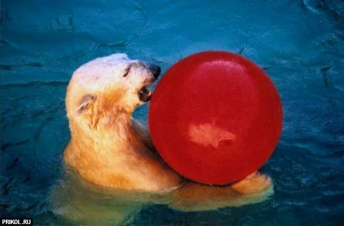 polar-bear-playing-01
