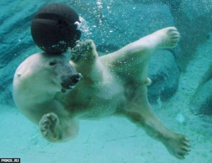 polar-bear-playing-03