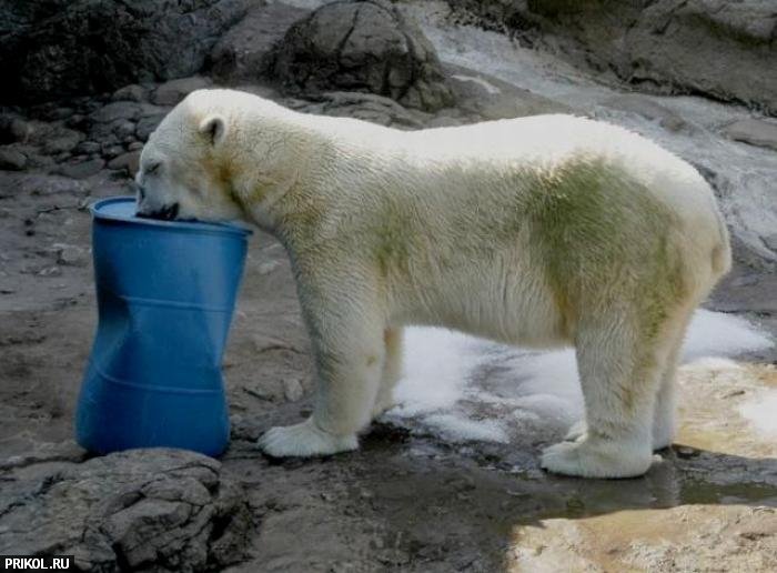 polar-bear-playing-04