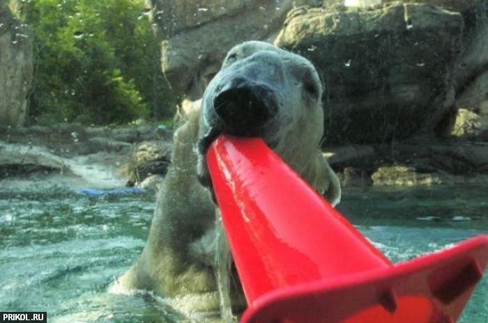 polar-bear-playing-05