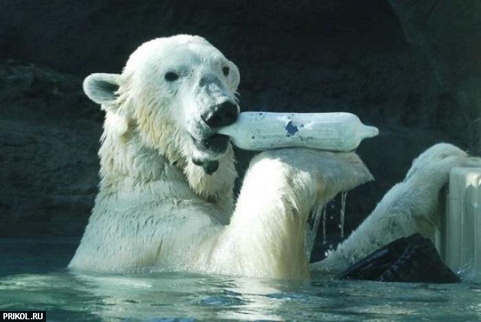 polar-bear-playing-06