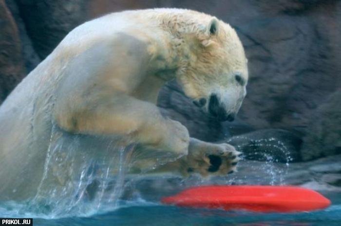 polar-bear-playing-08