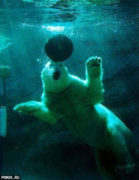 polar-bear-playing-09