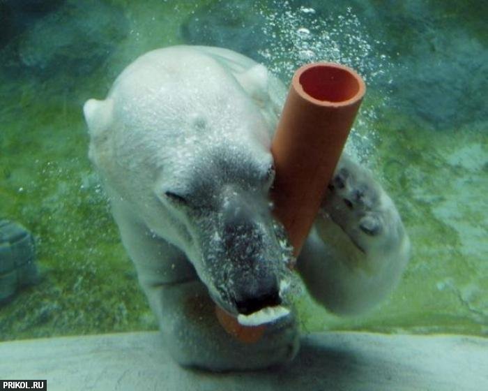 polar-bear-playing-10