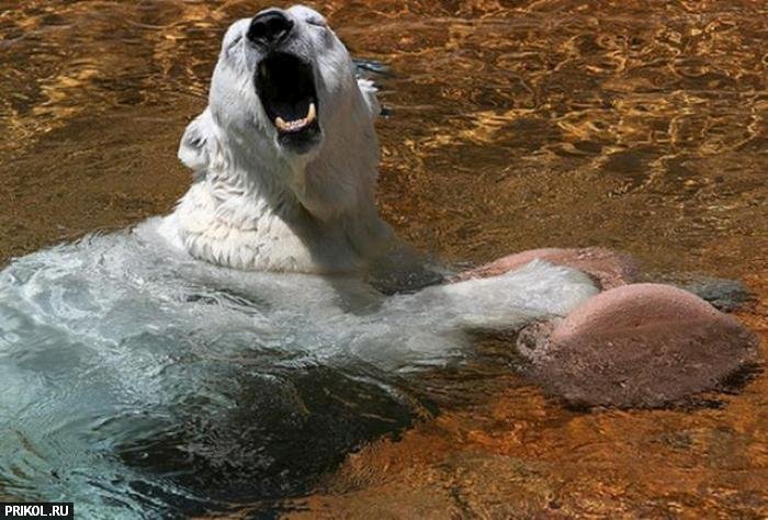 polar-bear-playing-11