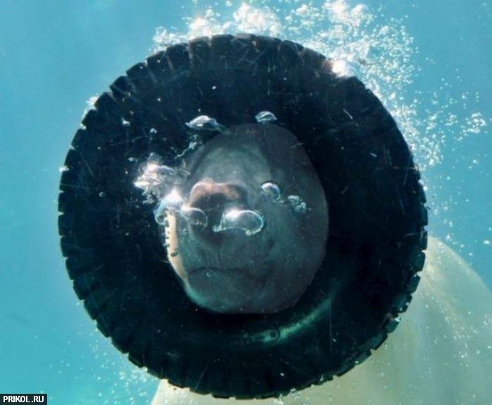 polar-bear-playing-13