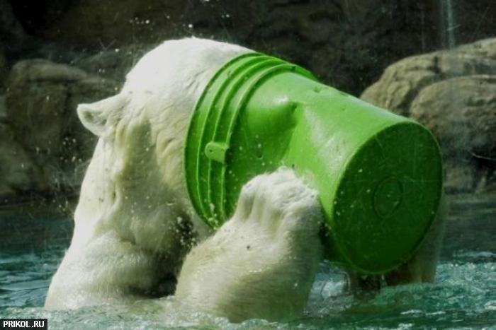 polar-bear-playing-15