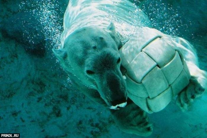 polar-bear-playing-17