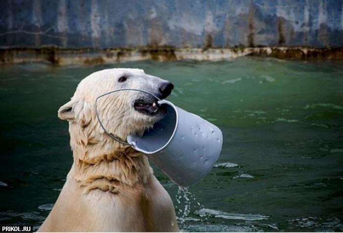 polar-bear-playing-18